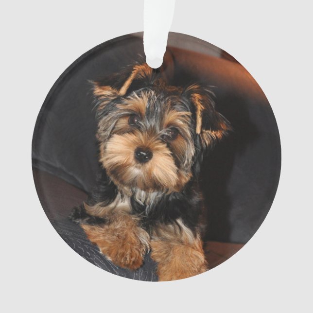 Cher Yorkshire Terrier Yorkie Chien chiot (devant)
