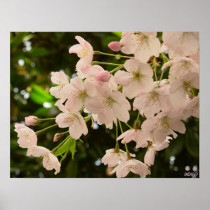 Chercher Blossom Imprimer Poster Fleur Blanche Imp