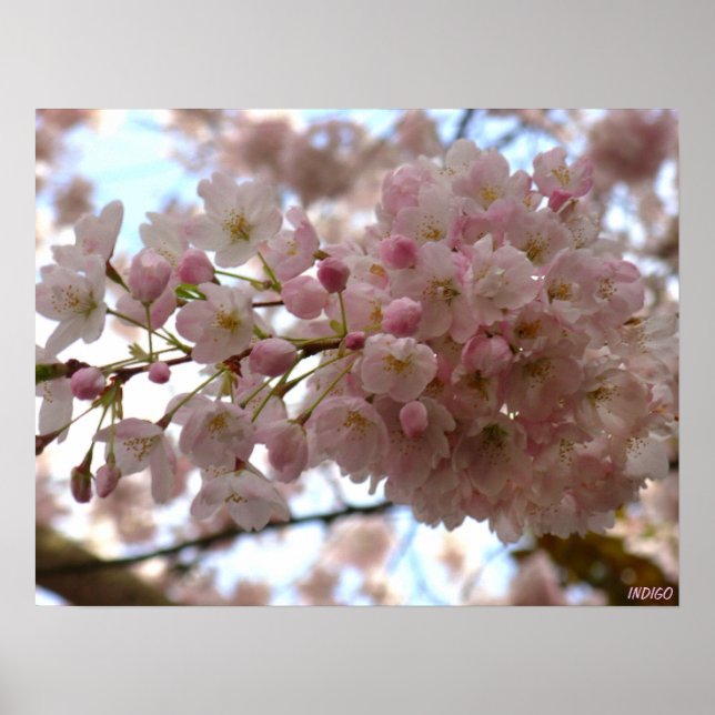Chercher Blossom Imprimer Poster Fleur Blanche Imp (Devant)