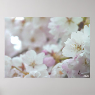 Chercher Blossom Imprimer Poster Fleur Blanche Imp