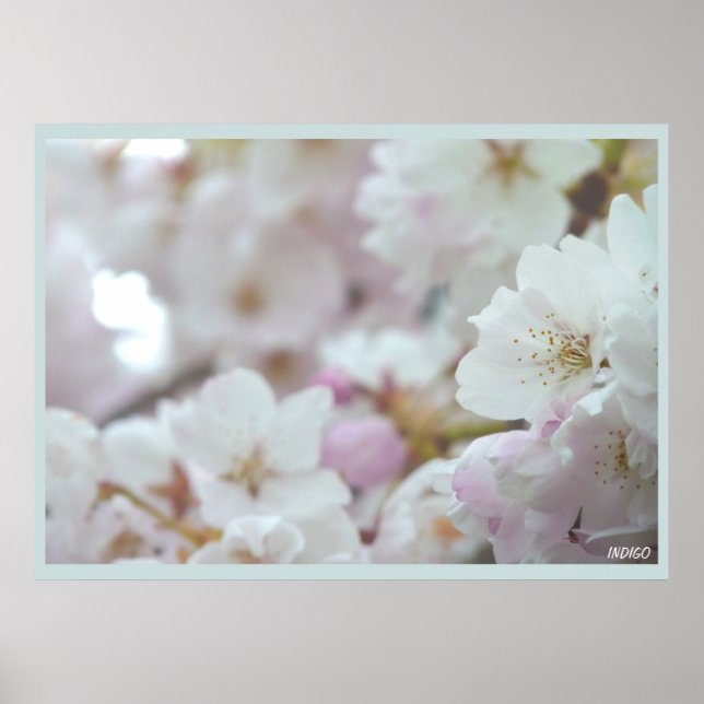 Chercher Blossom Imprimer Poster Fleur Blanche Imp (Devant)
