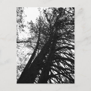 chercher dans les arbres carte postale