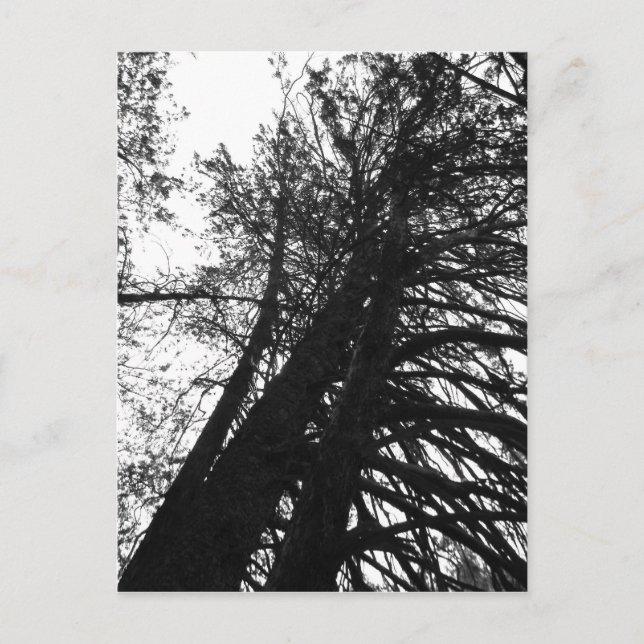 chercher dans les arbres carte postale (Devant)