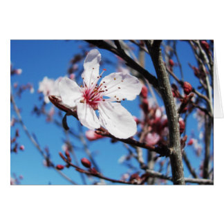 Cherry Blossom 2
