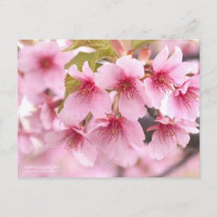 Cherry Blossom "Kawazu-zakura" : Carte postale
