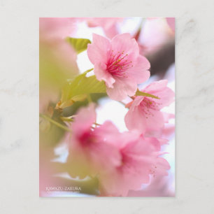 Cherry Blossom "Kawazu-zakura" : Carte postale