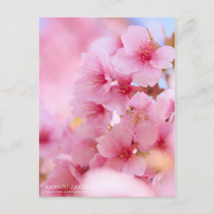 Cherry Blossom "Kawazu-zakura" : Carte postale