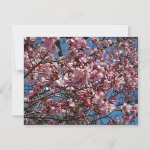 Cherry Blossoms et Blue Sky Spring Floral