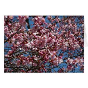 Cherry Blossoms et Blue Sky Spring Floral