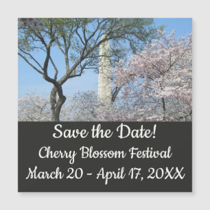 Cherry Blossoms et le monument de Washington à DC