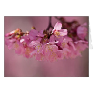 Cherry Blossoms Hot Spring 2012 Vêtements & Cadeau