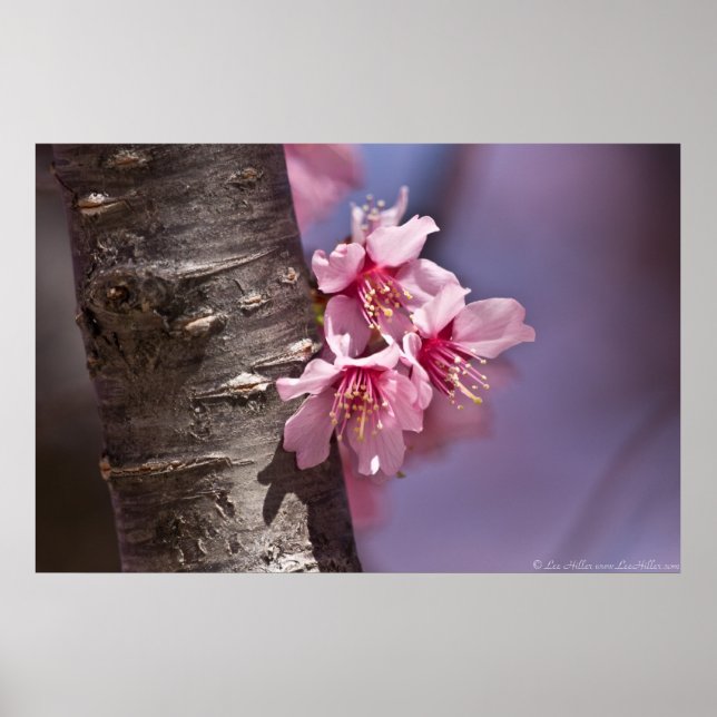 Cherry Blossoms Nestled Against Branch Poster (Devant)