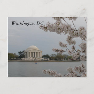Cherry Blossoms : Washington, D.C. Carte postale