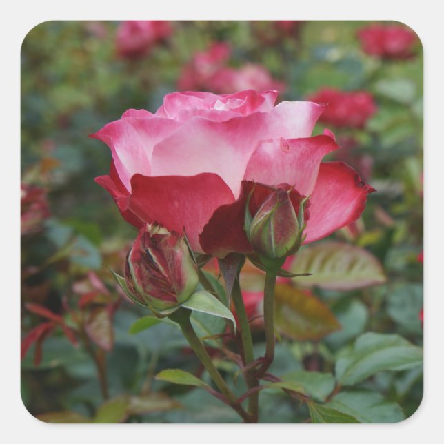 Cherry Parfait Rose #1 Stickers Coeur (Devant)