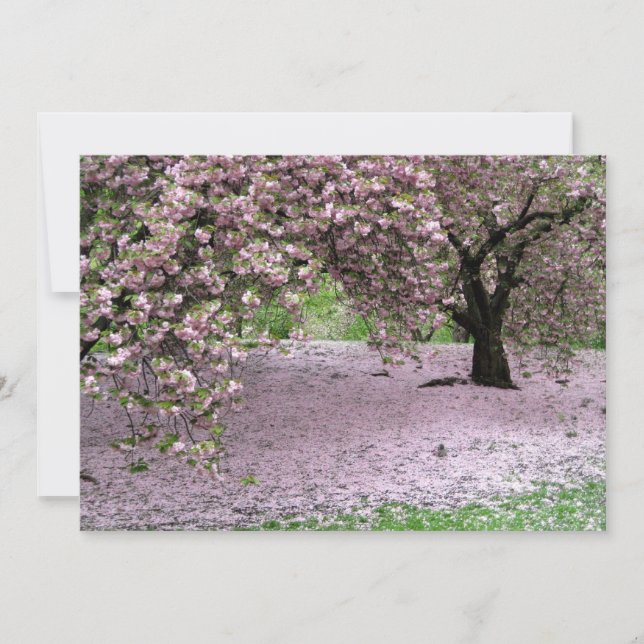 Cherry Trees Blossoms Printemps à Central Park (Devant)