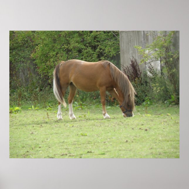 Chestnut Brown Horse Grazing Poster (Devant)