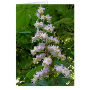 chestnut flower