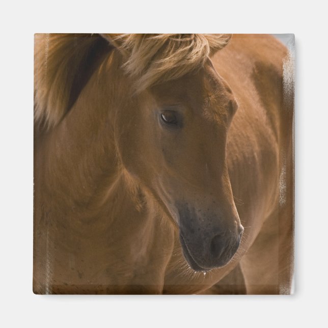 Chestnut Horse Design Magnet Carré (Devant)