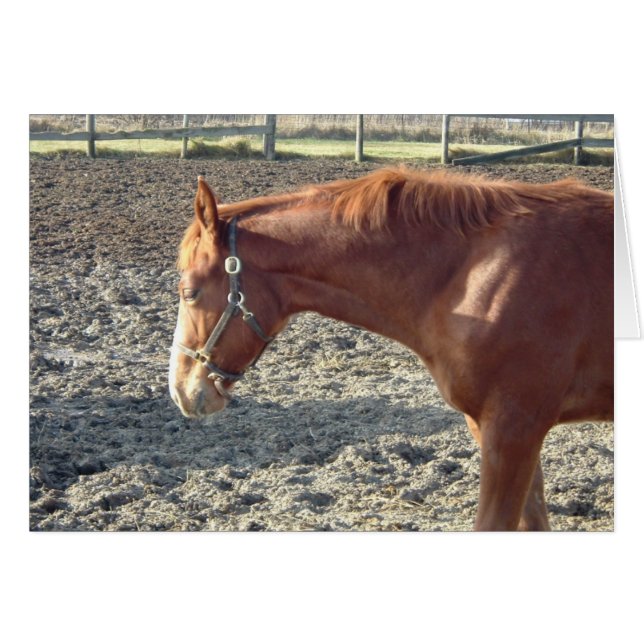 Chestnut Horse Love (Devant horizontal)