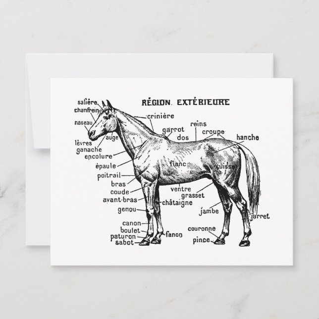 Cheval (Devant)