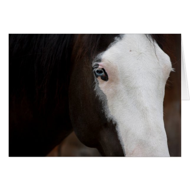 Cheval (Devant horizontal)