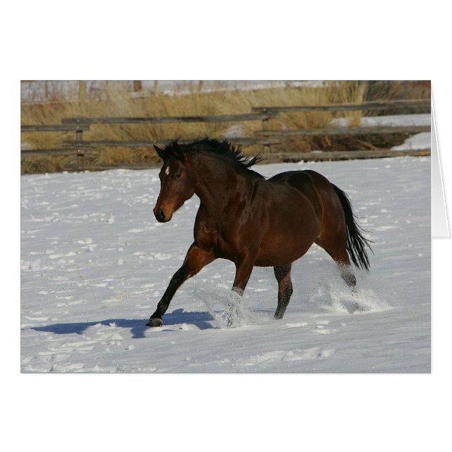 Cheval à gorge profonde courant dans la neige (Devant horizontal)