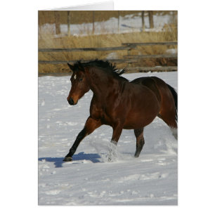 Cheval à gorge profonde courant dans la neige