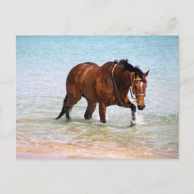 Cheval à la plage Carte postale (Devant)