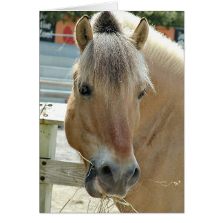 cheval affamé