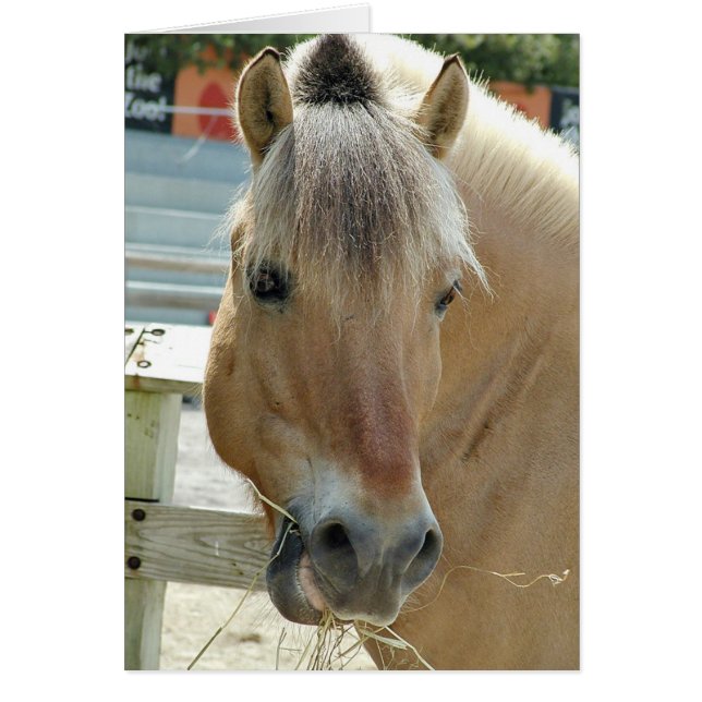 cheval affamé (Devant)