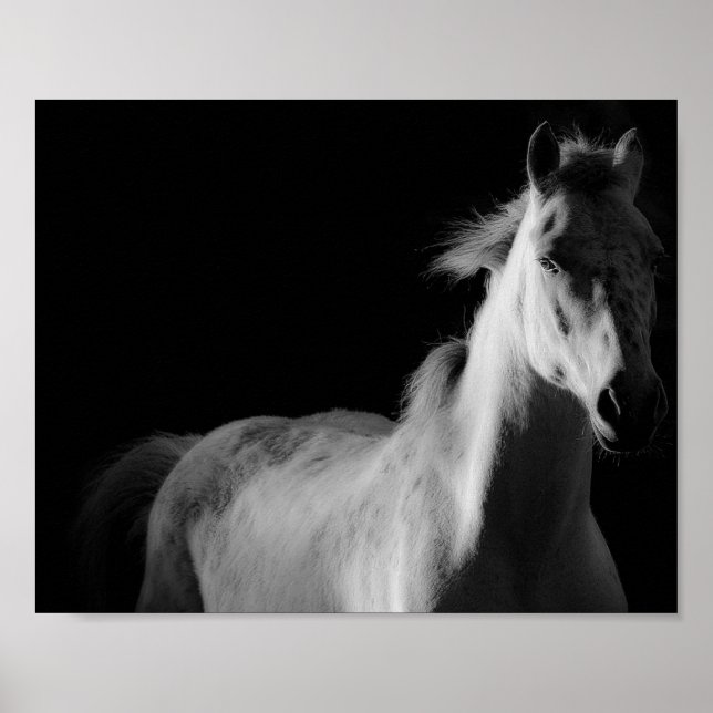 cheval, affiche photo d'art (Devant)
