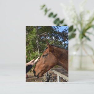 Cheval Amis Forever, Carte Postale