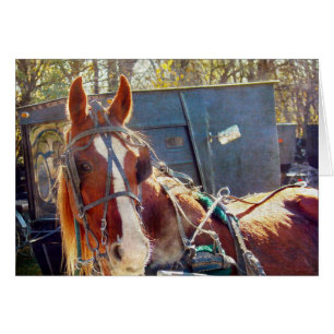 Cheval Amish