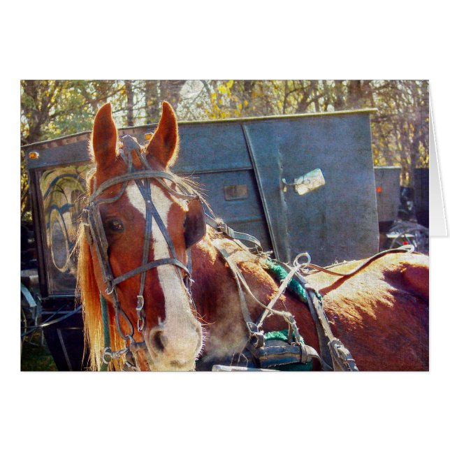 Cheval Amish (Devant horizontal)