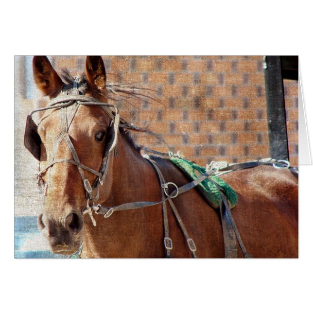 Cheval Amish (Devant horizontal)