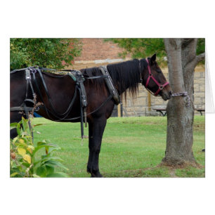 Cheval Amish en attente en Iowa rural