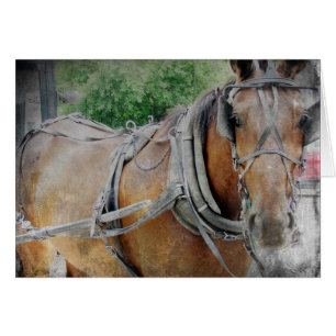 Cheval Amish et Buggy