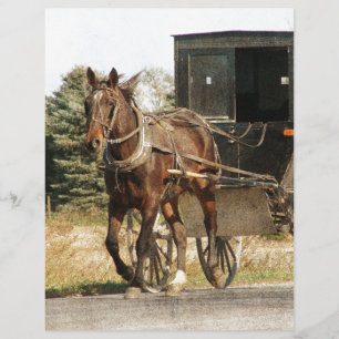 Cheval Amish et Buggy