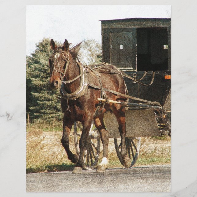 Cheval Amish et Buggy (Devant)