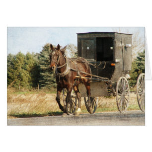 Cheval Amish et Buggy
