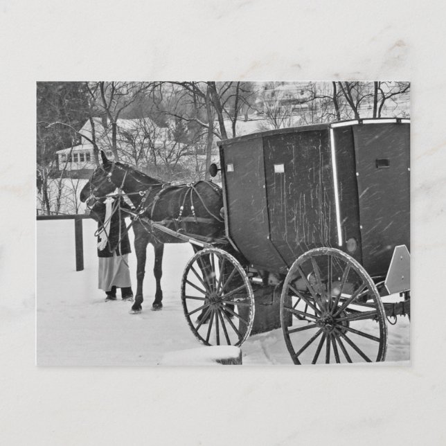 Cheval Amish et carte postale Buggy (Devant)