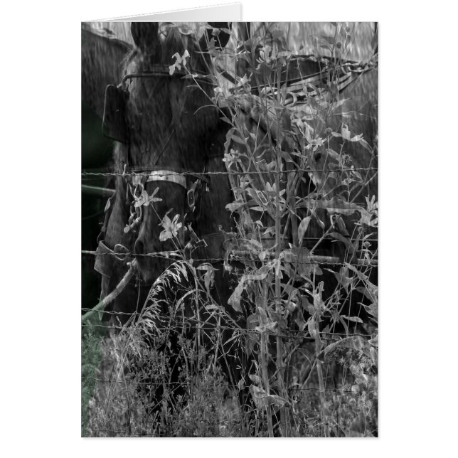 Cheval Amish Grunge noir et blanc (Devant)