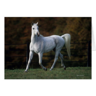 Cheval arabe courant 1