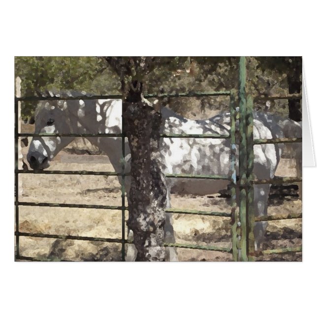 Cheval arabe Vato (Devant horizontal)