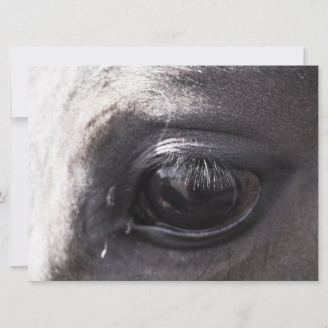Cheval Artistes Afficher les oeuvres (Devant)