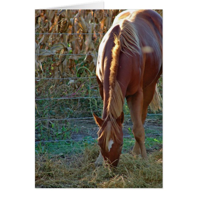 Cheval au coucher du soleil (Devant)