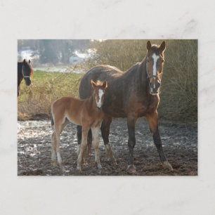 Cheval avec carte postale de poulain