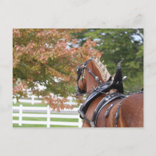 Cheval Belge en Harnais Carte Postale