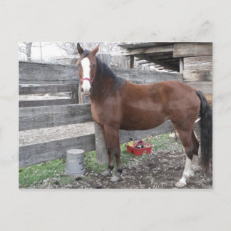 Cheval bien sûr Carte postale