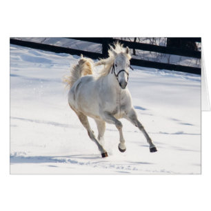 Cheval Blanc Courant Dans La Neige